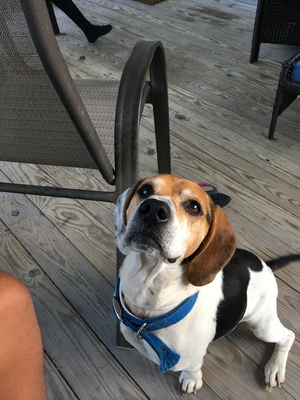Safe Beagle in Chincoteague Island, VA
