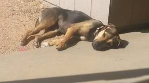 Safe German Shepherd Dog in Maricopa, AZ