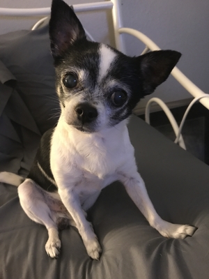 Safe Chihuahua in Phoenix, AZ