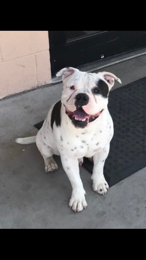 Safe American Bulldog in Tucson, AZ