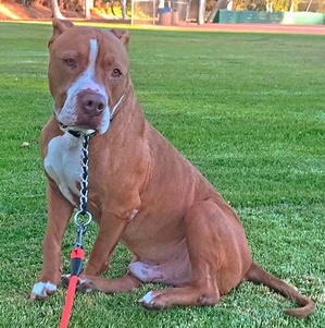 Safe American Staffordshire Terrier in Foothill Ranch, CA