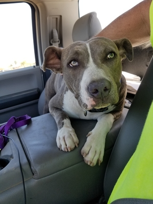 Safe Pit Bull in Vacaville, CA