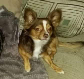 Safe Chihuahua in Saint Petersburg, FL