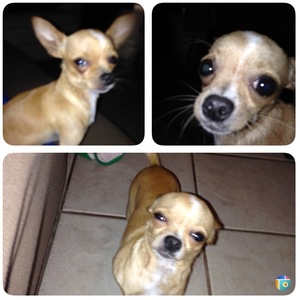Safe Chihuahua in Los Fresnos, TX