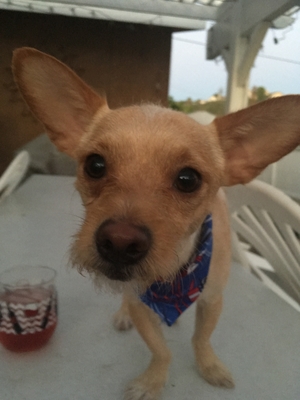 Safe Chihuahua in Valencia, CA