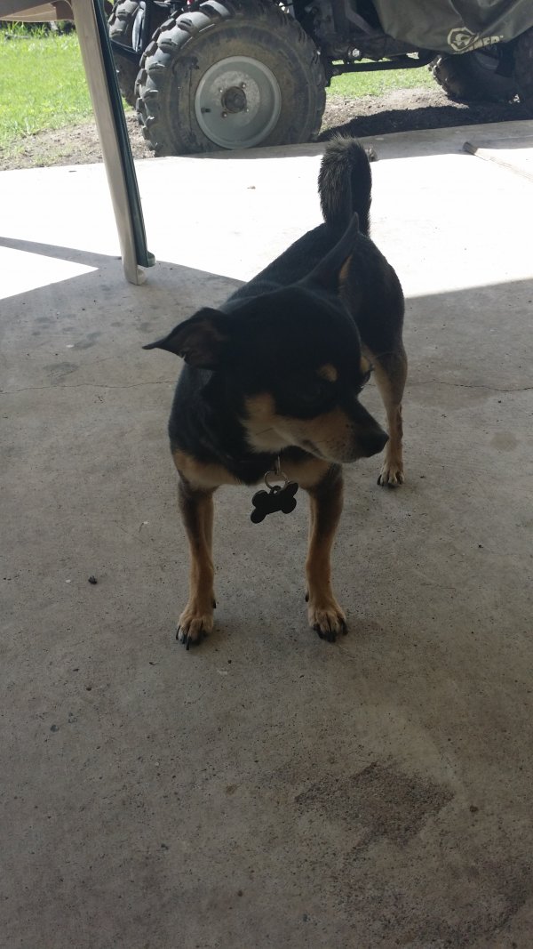 Safe Chihuahua in San Benito, TX