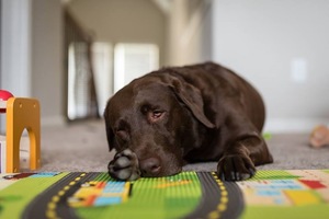 Safe Labrador Retriever in Montgomery, TX