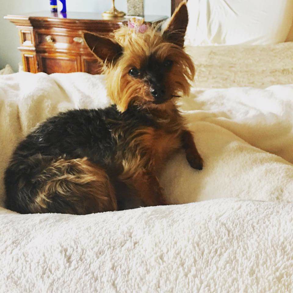 Safe Yorkshire Terrier in Caldwell, NJ