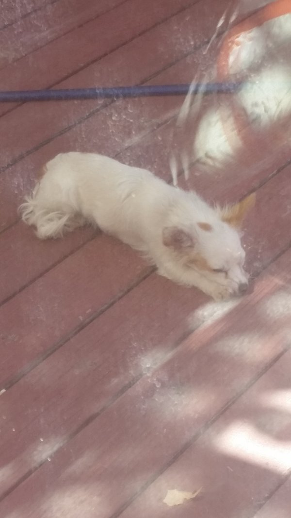 Safe Chihuahua in Rialto, CA