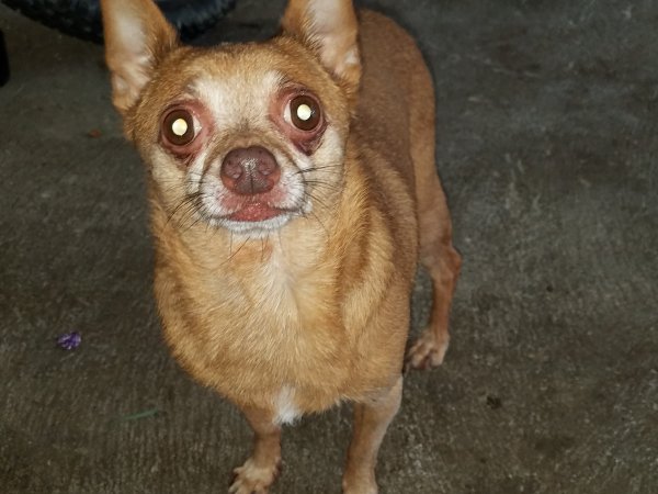 Safe Chihuahua in Hamilton, OH