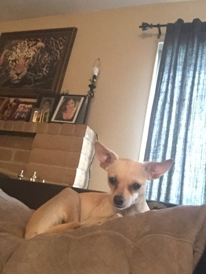Safe Chihuahua in Galt, CA