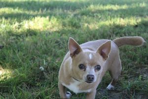 Safe Chihuahua in Ridgefield, WA