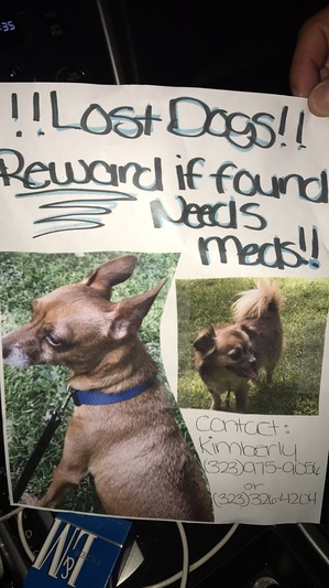 Safe Chihuahua in Norwalk, CA