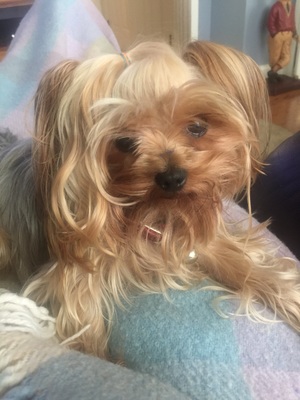 Safe Yorkshire Terrier in Rochester, NY