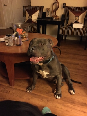 Safe Pit Bull in American Canyon, CA US