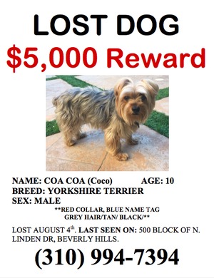Safe Yorkshire Terrier in Beverly Hills, CA