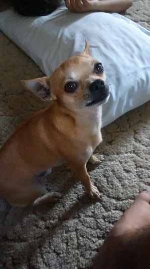 Safe Chihuahua in Brenham, TX