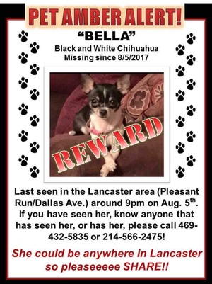 Safe Chihuahua in Lancaster, TX
