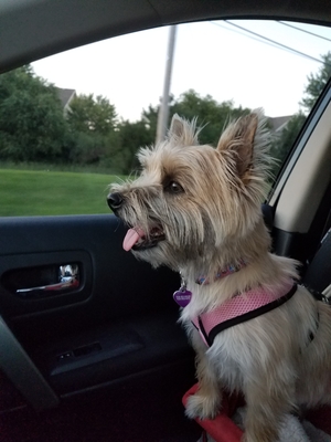 Safe Cairn Terrier in Plainfield, IL