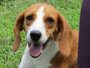 Safe Beagle in Ashland, VA