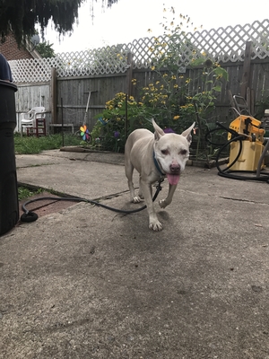 Safe Pit Bull in Allentown, PA