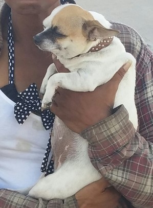 Safe Chihuahua in El Paso, TX