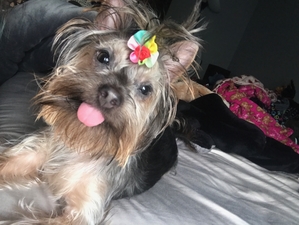Safe Yorkshire Terrier in New York, NY
