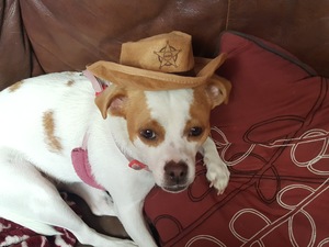Safe Jack Russell Terrier in Tucson, AZ