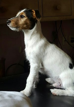 Safe Jack Russell Terrier in Dade City, FL