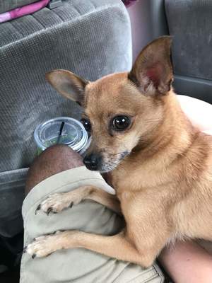 Safe Chihuahua in Mount Holly Springs, PA