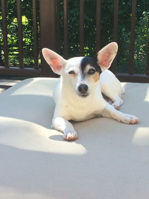 Safe Jack Russell Terrier in Washington, NC