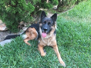 Safe German Shepherd Dog in Buena Park, CA