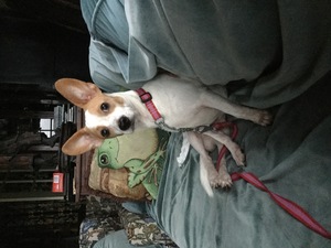 Safe Chihuahua in Gladwyne, PA