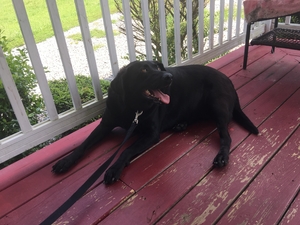 Safe Labrador Retriever in Prince George, VA