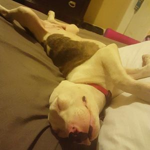 Safe American Staffordshire Terrier in Tampa, FL