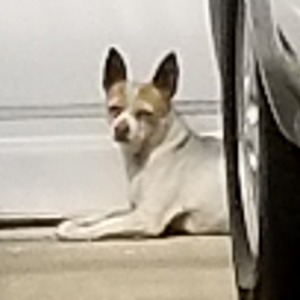 Safe Chihuahua in Hawthorne, CA