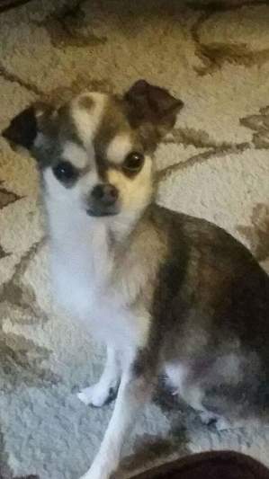 Safe Chihuahua in Leesville, LA