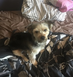 Safe Yorkshire Terrier in Pacific, WA