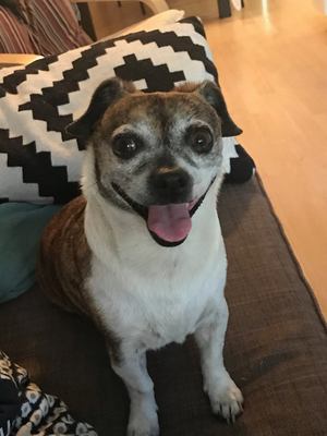 Safe Chihuahua in Santa Ana, CA