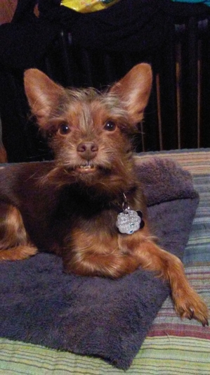Safe Yorkshire Terrier in Baltimore, MD
