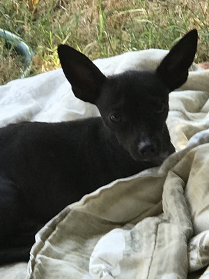 Safe Chihuahua in El Cajon, CA