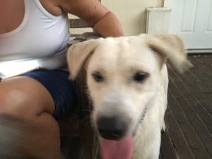 Safe Labrador Retriever in Houston, TX