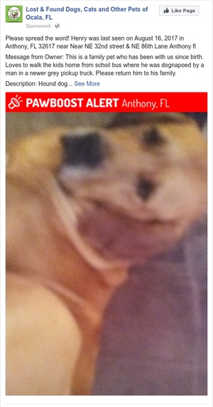 Safe Bloodhound in Anthony, FL