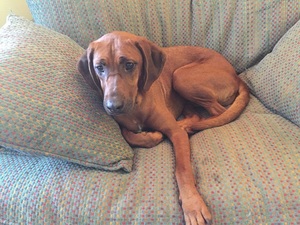Safe Redbone Coonhound in Charleston, SC US