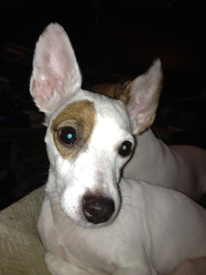 Safe Jack Russell Terrier in Rochester, MI