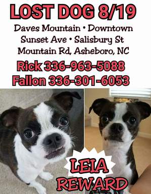 Safe Boston Terrier in Asheboro, NC