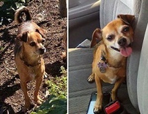 Safe Chihuahua in La Crescenta, CA