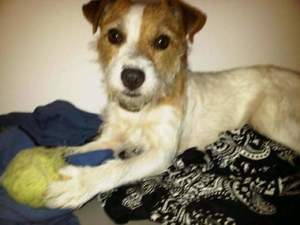 Safe Jack Russell Terrier in Harrisburg, IL