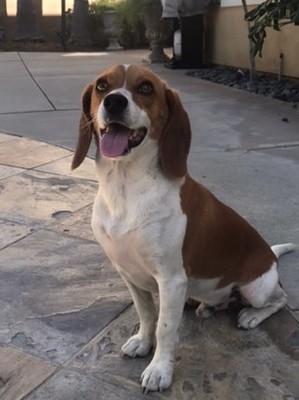 Safe Beagle in Fullerton, CA