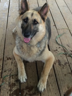 Safe German Shepherd Dog in Rockwood, TN